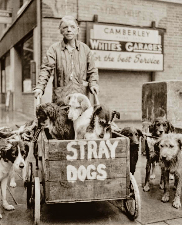 Lady-Camberley-stray-dogs