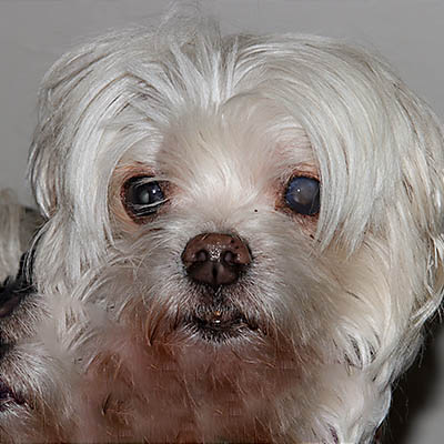 Lulu