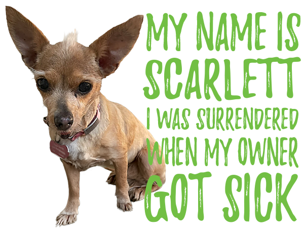 My name is Scarlett and I was surrendered when my owner got sick.
