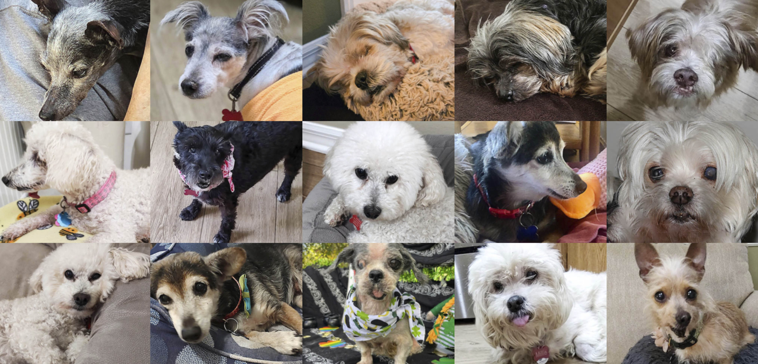 Dogs of Little Dog Ranch
