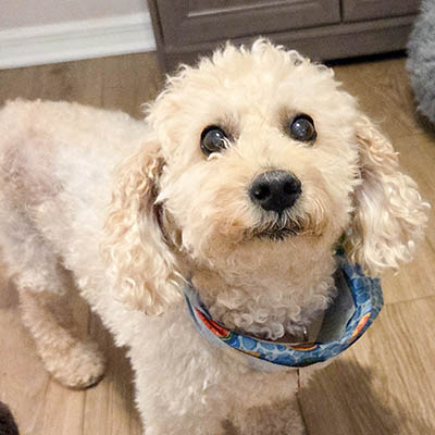 Riley was orphaned and arrived at Little Dog Ranch with bladder stones.