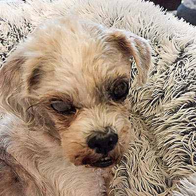 Wally was abandoned and wandering the streets before coming to Little Dog Ranch.